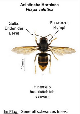 Asiatische Hornisse