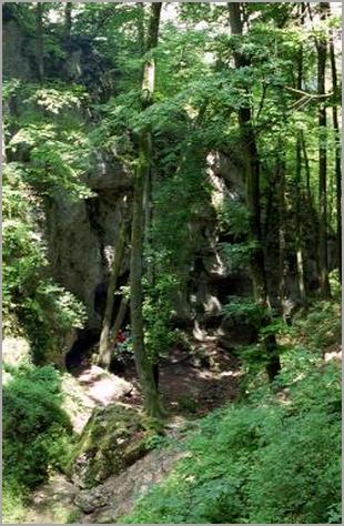 Der Frühlingswald in zartem Grün