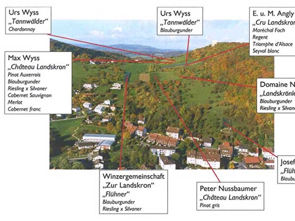 Anbaugebiet Reben in Flüh