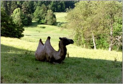 Die Kamele des Bergwirts Andi Bolt fühlen sich sehr wohl