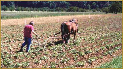 So wie auf dem Foto wird nur noch selten gepflügt: Eine erfreuliche Überraschung, angesichts der Hightec in der Landwirtschaft