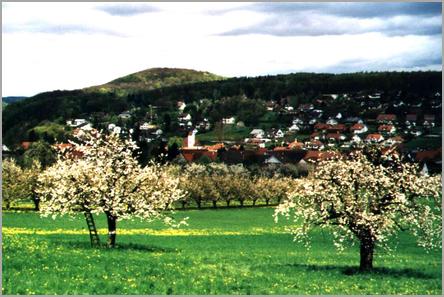 Im Gemeindebann stehen etwa 2'500 Obstbäume