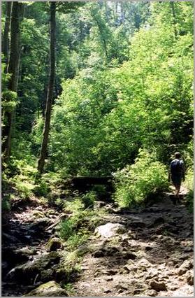 Ein schmaler Pfad führt dem Chälengrabenbach entlang