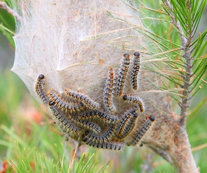 Chenille processionnaire du pin