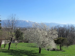arbre en fleurs