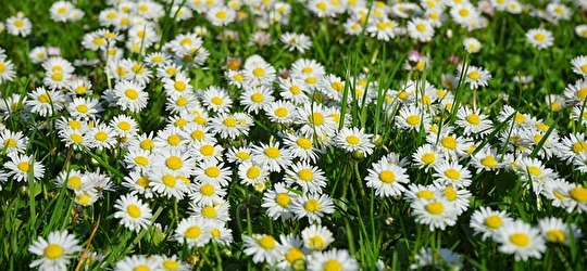 Gänseblumen