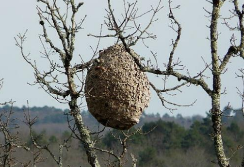 Nest in Baumkrone