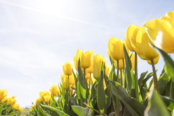 Blumen