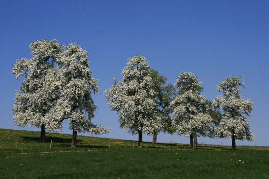 Blühende Birnbäume