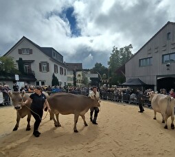 Die Prämierung der Kühe am Nachmittag an der Herisauer Viehschau.