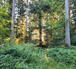 Zum Tag des Waldes am 21. März: Vielfalt ist der Schlüssel für den Wald der Zukunft.