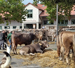 Fachsimpeln zwischen Stieren und Kühen: Am 23. September wieder in Herisau auf dem Ebnet vor der Chälblihalle.