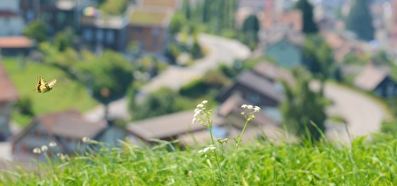 Auf dem Lutzenland liegen und einem Schmetterling zuschauen - Lebensqualität in Herisau