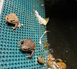 Die Amphibien können sich dank der Ausstiegshilfe selbst retten. Anschliessend werden sie gesammelt und in Feuchtgebieten ausgesetzt.