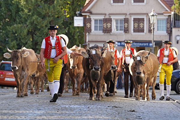 Viehschau Aufmarsch