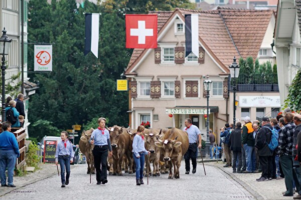Auch im „grossen“ Herisau bleibt die Viehschau ein Höhepunkt im Jahresablauf. 