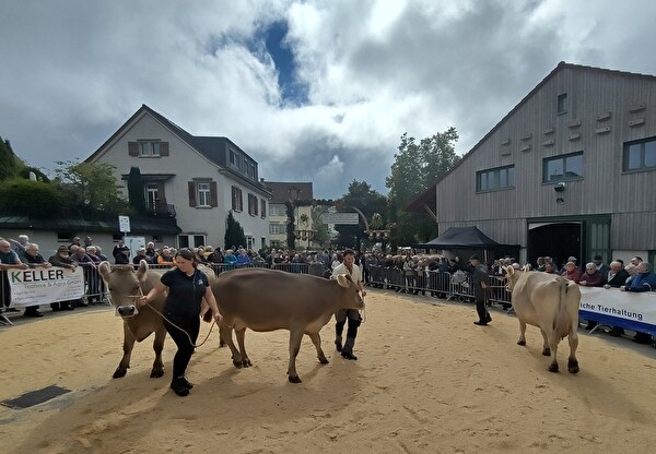 Die Prämierung der Kühe am Nachmittag an der Herisauer Viehschau.