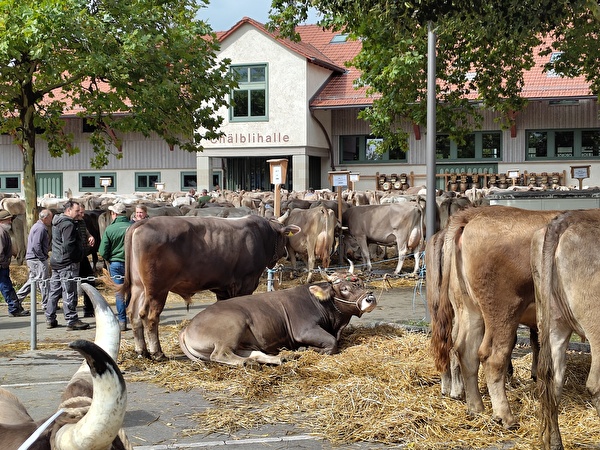 Fachsimpeln zwischen Stieren und Kühen: Am 23. September wieder in Herisau auf dem Ebnet vor der Chälblihalle.