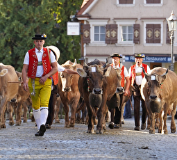 Viehschau Aufmarsch