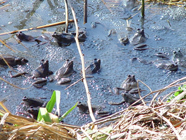 Grasfrösche inmitten von bereits abgesetzten Laichballen im Saumweiher.
