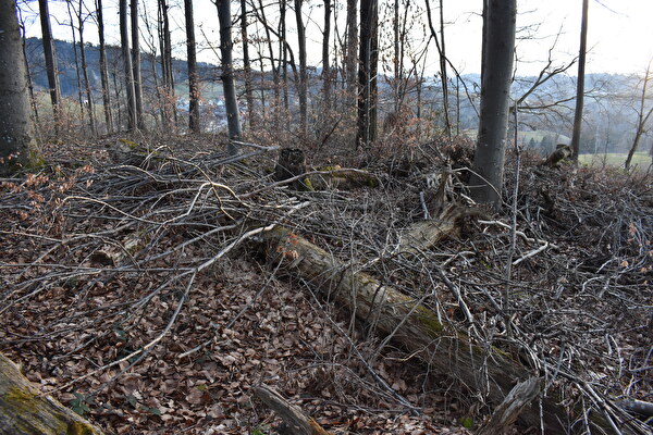 Liegengelassenes Sturmholz in der Ergeten bietet vielen Tieren und Pflanzen Lebensraum.