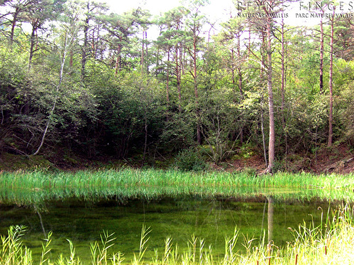 Teich im Pfynwald