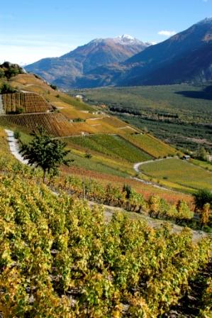 Der Pfyfoltru-Weg führt durch die Varner Weinberge