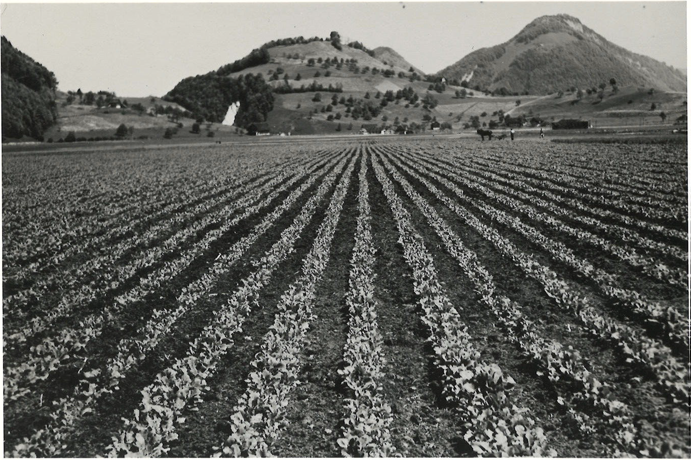 Ein Rapsfeld gedeiht auf dem Drachenried