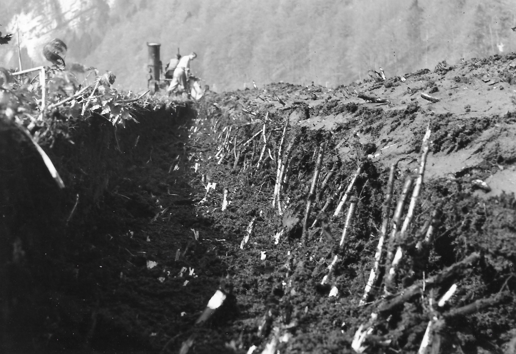 Die oberste Schicht des Drachenrieds bestand aus ca. 30 cm zähem Wurzelwerk