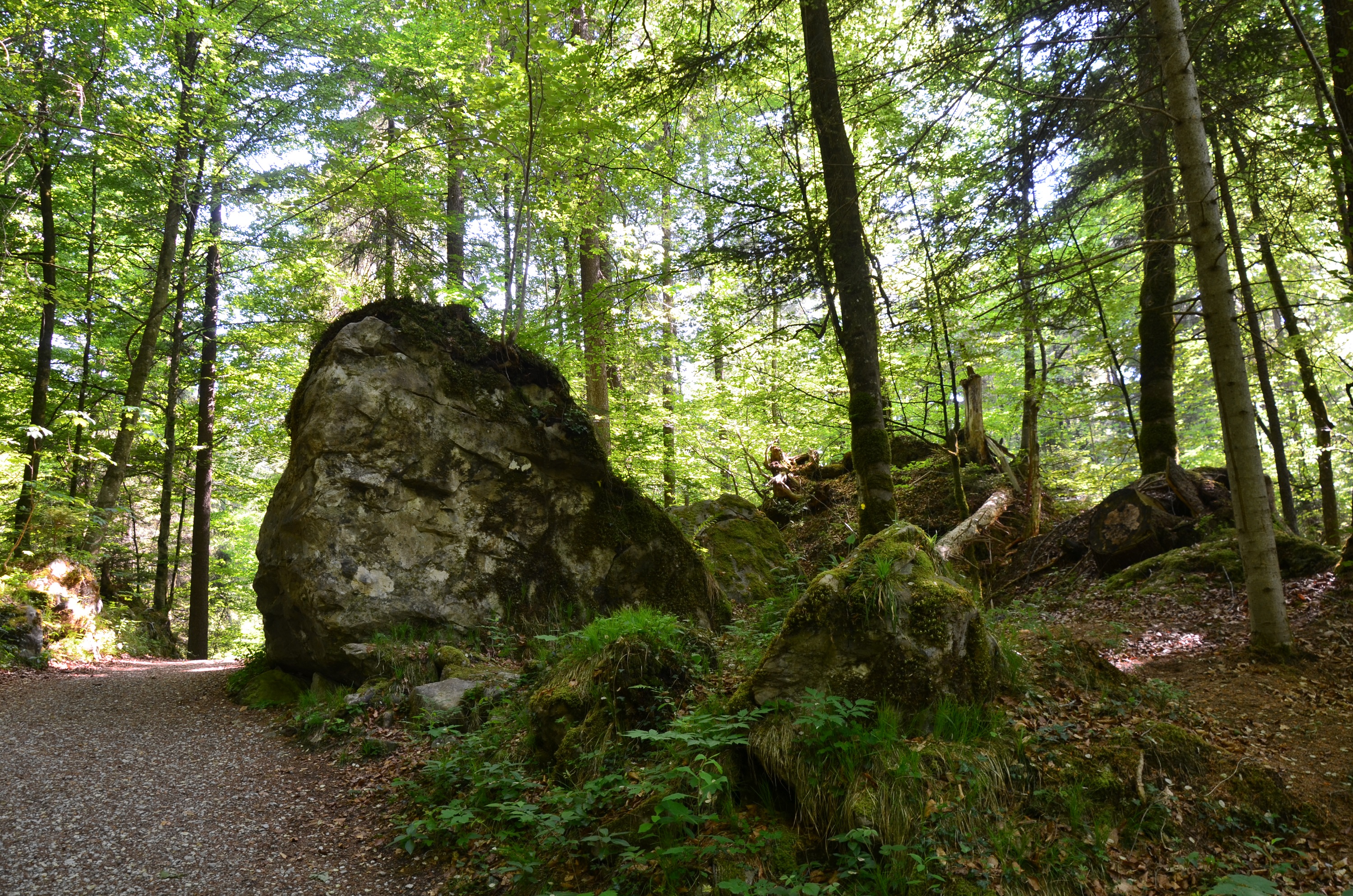 Zeitzeugen des letzten Felssturzes - Mächtige Steine im Kernwald