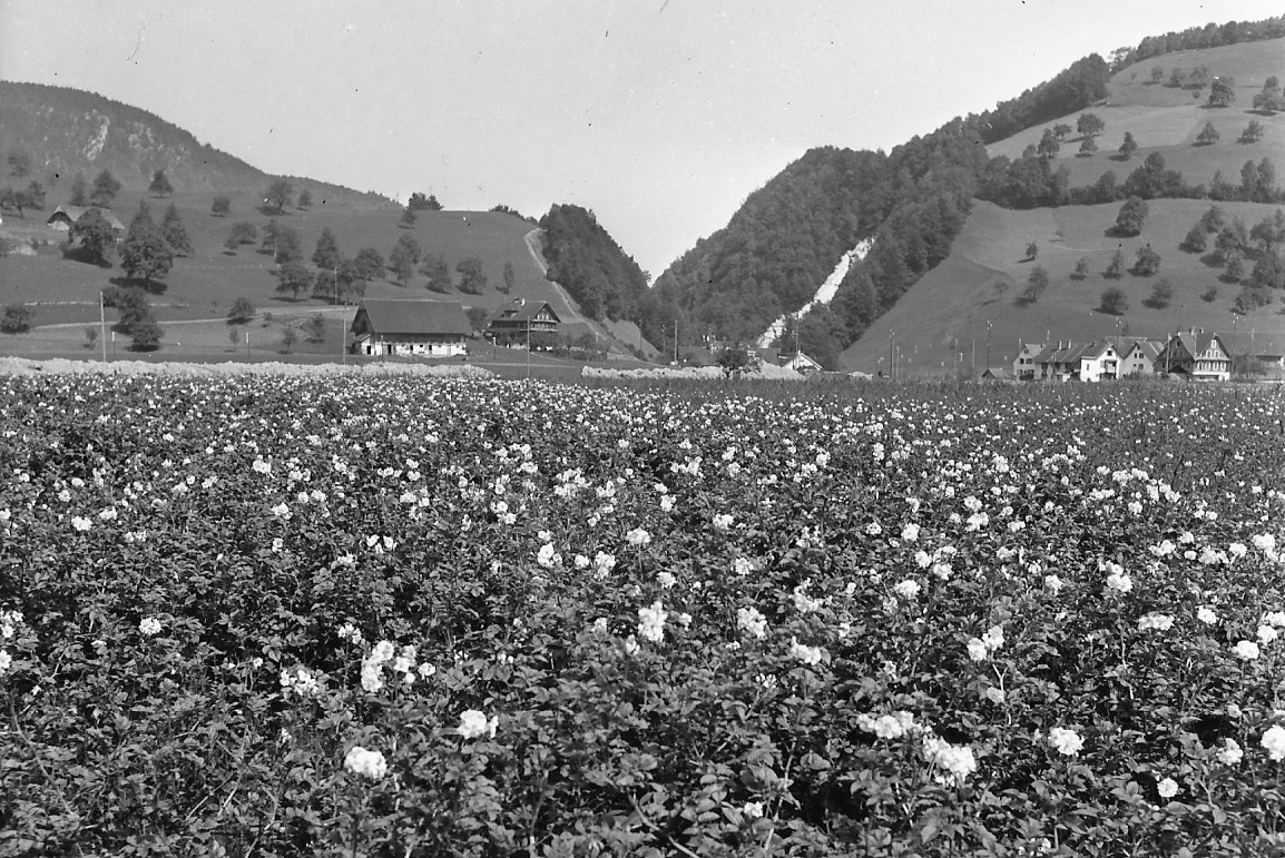 Blühender Mohn auf dem Drachenried