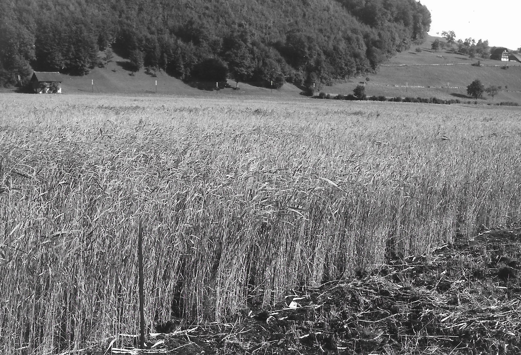 Das Getreide ist bald reif für die Ernte