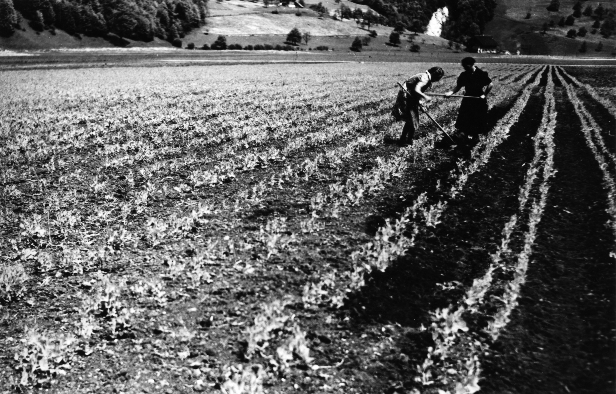 Frauen aus Ennetmoos bei ihrer Arbeit im Erbsenfeld