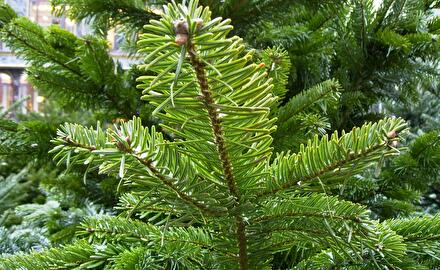 Christbaum grün.jpg