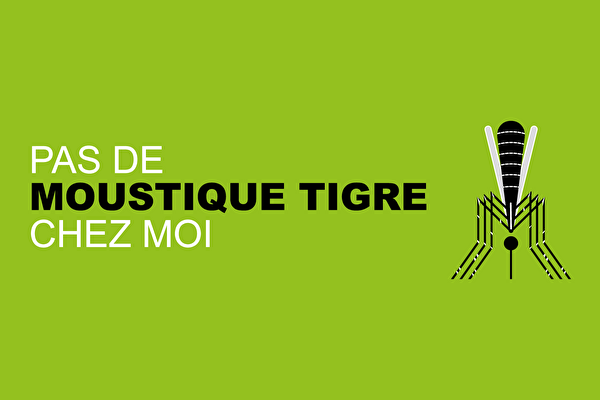 Moustique tigre