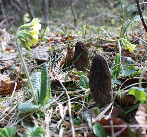 Vallorbe nature printemps