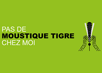 Moustique tigre