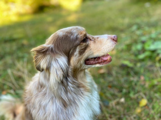 Chien