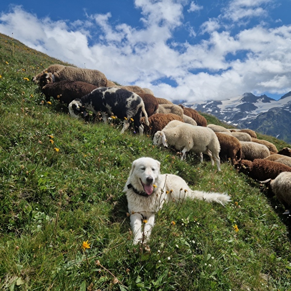 Herdenschutzhunde