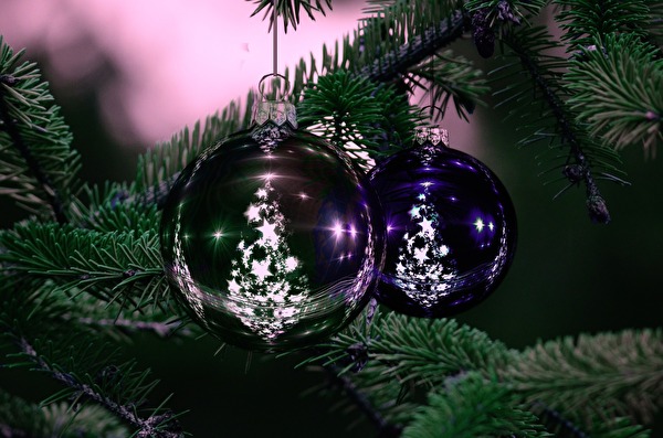 Christbäume entsorgen