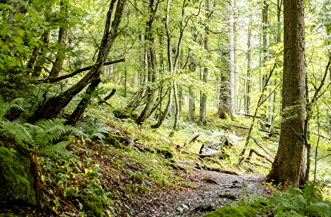 Weg im Wald