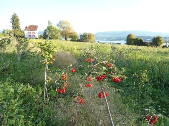 Biodiversität / Artenvielfalt