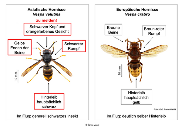 Asiatische Hornisse