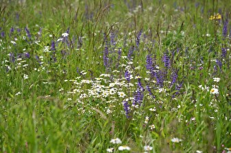 Wiese Pfruenderhaab
