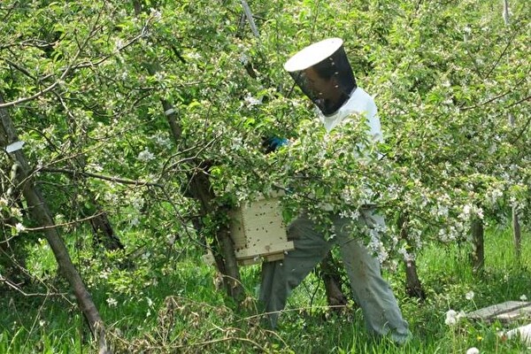 Bienen / Wespen / Hornissen