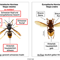 Asiatische Hornisse