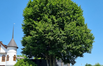 Baumrundgang Soorsi