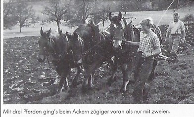 Ackern mit Pferden
