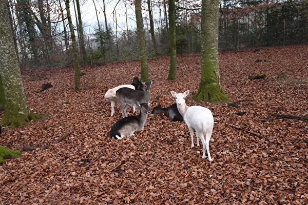 Hirschpark Oberkirch