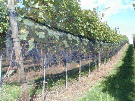 Weinbau Stocker